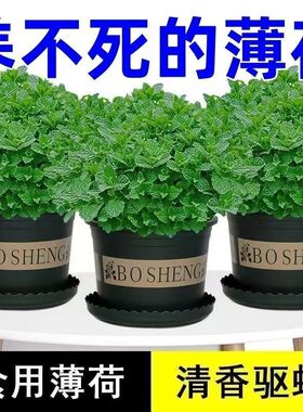 食用薄荷种子柠檬薄荷种子驱蚊花草植物种子四季阳台薄荷盆栽可食