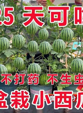 超甜蜂蜜小西瓜种子红玉无籽小西瓜四季种植阳台庭院盆栽水果种子