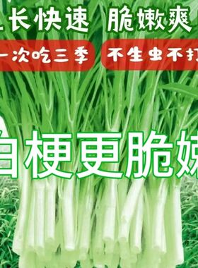 正宗白梗空心菜种子柳叶四季高产白骨通心菜尖叶耐热耐寒白杆雍菜