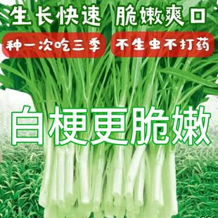 正宗白梗空心菜种子柳叶四季高产白骨通心菜尖叶耐热耐寒白杆雍菜