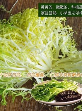 苦苣种子苦菊菜籽蔬菜沙拉牛奶菜盆栽蔬菜种子碎叶黄心细叶苦菊籽