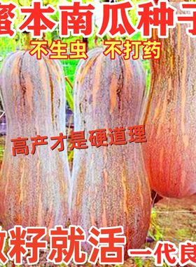 高产老南瓜密本南瓜种子粉糯甜糯吊瓜耐运输易种四季春季蔬菜种子