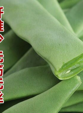 无筋无丝宽扁四季豆种子高产架豆王扁豆角扁芸豆种籽春播蔬菜种子