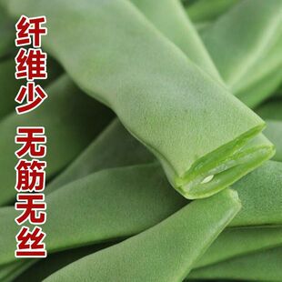 无筋无丝宽扁四季豆种子高产架豆王扁豆角扁芸豆种籽春播蔬菜种子