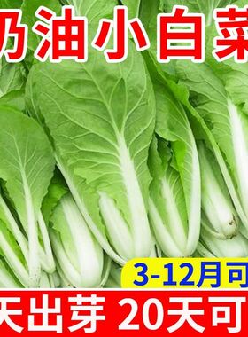 四季奶油小白菜耐热耐寒速生阳台小青菜庭院盆栽四季蔬菜快菜种籽
