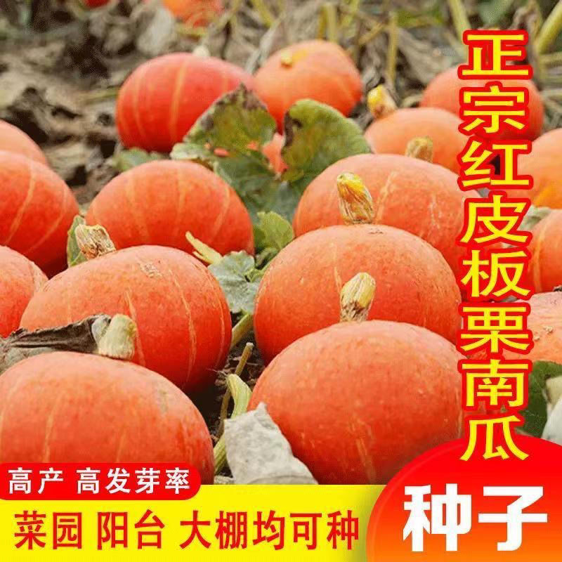 【板栗红贝贝南瓜种子】香甜粉糯红皮金瓜种籽四季农家酥蔬菜种孑