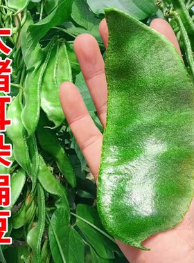 猪耳朵扁豆种孑大肉绿眉豆种子高产四季豆角梅豆南方农家架豆籽种