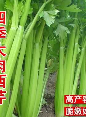 四季大肉西芹种子春秋播肉厚脆爽洋芹菜种子高产阳台大棚蔬菜种籽