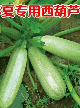 高产西葫芦种子耐热茭瓜西葫芦四季播绿皮角瓜春季蔬菜籽小青瓜籽