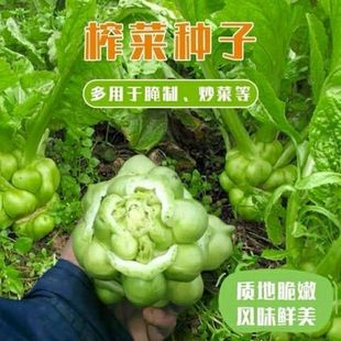 耐寒高产榨菜种子籽肥厚脆嫩榨菜头芥菜疙瘩菜园蔬菜种子大全