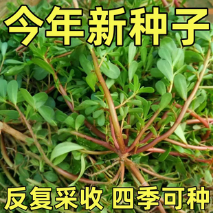 马齿苋菜种籽新鲜四季蔬菜种子马芷苋室内阳台庭院盆栽简单好种孑