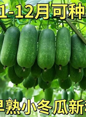节瓜种籽种春季秋季阳台爬藤蔬菜四季迷你小冬瓜高产毛节瓜种子孑