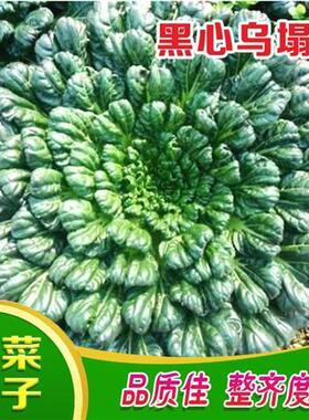 乌塌菜种子高钙保健蔬菜养心菊花菜种子春秋四季播农家易种蔬菜种