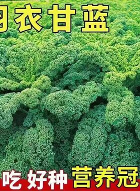 羽衣甘蓝种子四季播种有机高钙耐寒食用橄榄菜大田盆栽易种植