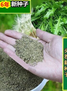 新产蒲公英种子籽野菜婆婆丁种植药食用种四季播种多年生种籽蔬菜