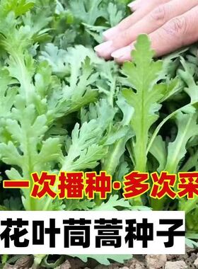 割完又长茼蒿菜四季皇帝阳台庭院花卉盆栽耐热秋冬蔬菜耐寒新鲜
