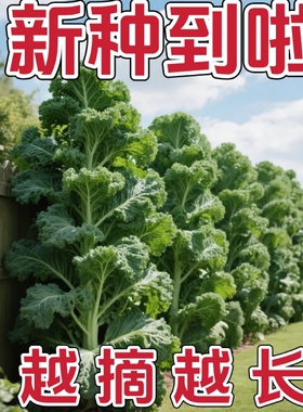 【羽衣甘蓝种子】四季播种有机高钙耐寒食用橄榄菜大田盆栽易种植