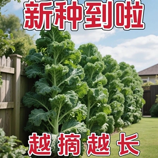 【羽衣甘蓝种子】四季播种有机高钙耐寒食用橄榄菜大田盆栽易种植