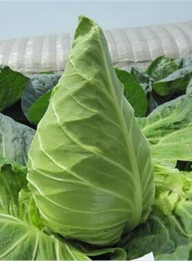 牛心甘蓝种子尖包菜卷心菜种籽春秋播包头菜庭院阳台蔬菜种孑