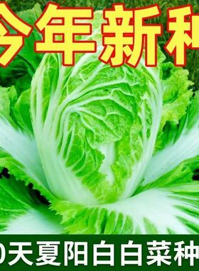夏阳大白菜种子夏季抗热耐高温早熟50天结球白菜籽农家蔬菜种孑