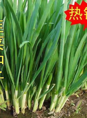 春秋季白根韭菜种子播雪韭宽叶厚肉阳台大叶韭菜籽盆栽四季蔬菜种