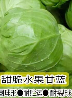 四季播种水果甘蓝种子莲花白种籽卷心菜包菜种子农家高产蔬菜种子