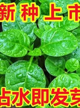 四季大叶木耳菜种子肉厚懒人耐高温耐湿阳台盆栽高钙易种蔬菜种籽