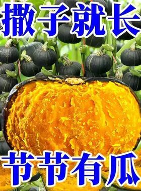 贝贝南瓜种子高产板栗味春秋四季绿贝贝南瓜种籽蔬菜种籽孑