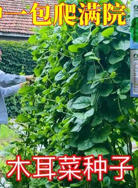 大叶木耳菜种子四季种速生豆腐菜种籽春夏秋阳台盆栽田园蔬菜种子
