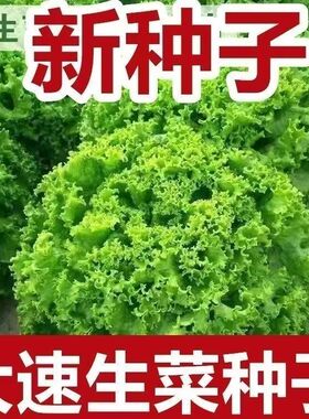 大速生菜种子生吃脆甜四季沙拉菜种子四季播种阳台盆栽蔬菜种子