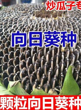 大粒食用向日葵种子 春夏四季播大瓜籽 盆栽蔬菜葵花籽高产耐旱孑
