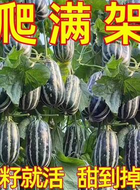 四季种香瓜种子高产庭院阳台甜掉牙甜瓜种子冰糖甜瓜种子