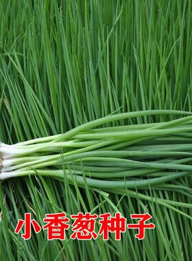 香葱种子四季小香葱春夏秋季阳台种植大田盆栽种植蔬菜小香葱种籽