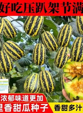 八里香香瓜种子甜掉牙冰糖子甜瓜种子庭院盆栽水果种子冰糖甜瓜