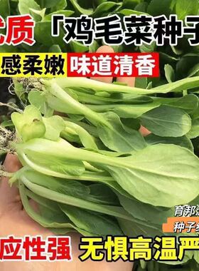 今年新种速生鸡毛菜种子四季可播种抗热耐寒蔬菜籽小白菜籽青菜籽