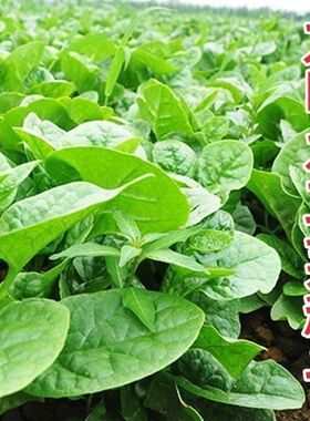 四季大叶木耳菜种子肉厚懒人耐高温耐湿阳台盆栽高钙易种蔬菜种籽