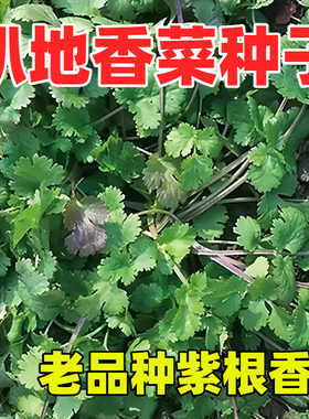 老品种紫根香菜矮杆趴地香菜种子小叶浓香型耐寒种籽四季蔬菜籽