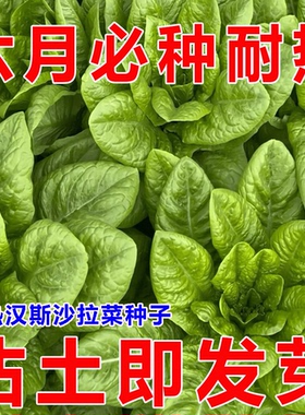 沙拉菜种子汉斯沙拉菜耐高温夏季秋播阳台当季易管理种植高产种籽