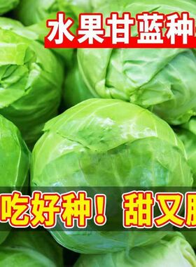 四季播种水果甘蓝种子莲花白种籽卷心菜包菜种子农家高产蔬菜种子