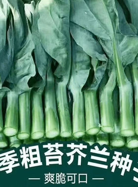 正品甜芯绿芥蓝种子甜心芥兰种子四季播耐热耐寒阳台盆栽蔬菜种子