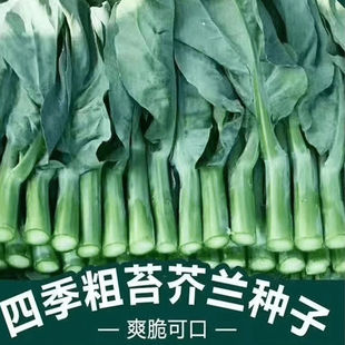 正品甜芯绿芥蓝种子甜心芥兰种子四季播耐热耐寒阳台盆栽蔬菜种子