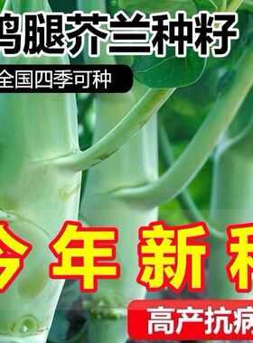 新种当季鸡腿芥兰菜种新鲜广东四季蔬菜甜脆新鲜芥兰青皮新鲜蔬菜