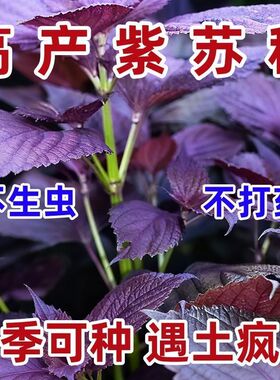 四季食用紫苏种子大叶紫苏种子双面紫苏菜秋冬季庭院阳台蔬菜种子