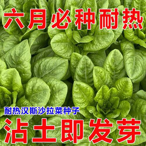 沙拉菜种子汉斯孔雀沙拉菜耐高温夏季秋播阳台速生易种植高产种籽