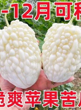 白玉苹果苦瓜种子高产春天四季蔬菜种子平果白色苦瓜