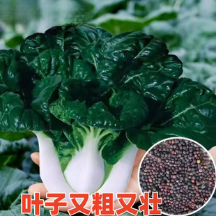 黑叶矮脚奶白菜种籽食用 奶油白菜种子 小白菜蔬菜种子四季播新鲜