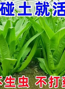 大棵油麦菜种子四季青菜种籽菜籽盆栽籽种菜苗秧苗春秋种孑米香