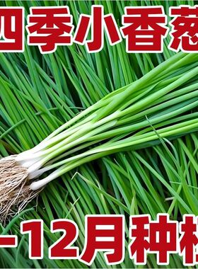 小香葱种子四季易种小葱种子阳台室内盆栽葱种子家庭蔬菜种子