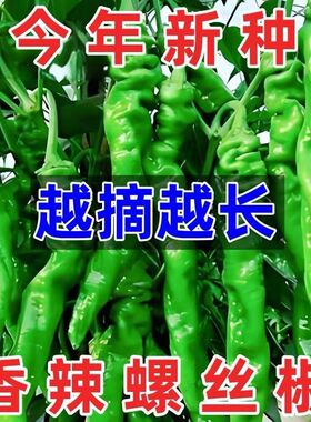 正宗螺丝椒辣椒种子高产香辣特大辣椒螺丝椒薄皮阳台盆栽蔬菜种子