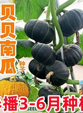 贝贝南瓜种种子高产甜糯板栗绿贝贝小南瓜籽种子四季庭院蔬菜种子